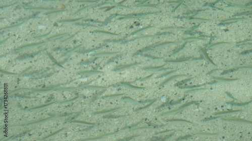A large group of fish swims gracefully in clear ocean water, creating mesmerizing patterns as they move together. The sandy seabed provides a beautiful backdrop for this aquatic display.