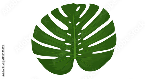 Detailed Monstera Leaf Illustration with Intricate Veins and Perforations