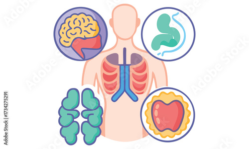 Human Anatomy Internal Organs and Body Systems