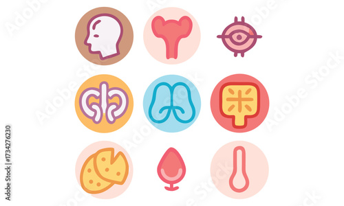 Human Anatomy Internal Organs and Body Systems