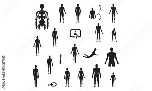 Human Anatomy Internal Organs and Body Systems