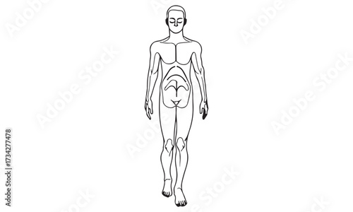 Human Anatomy Internal Organs and Body Systems