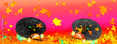 Two funny hedgehogs