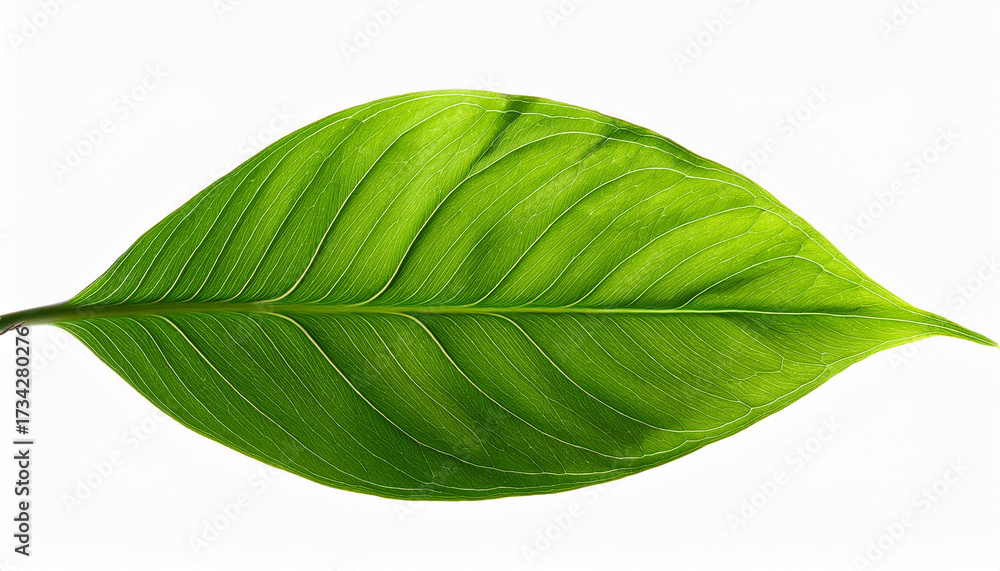 Obraz premium Green Leaves On White Background Lush Foliage Texture Isolated On Transparent Background