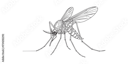 Sketch art minimalist line drawing of a mosquito. Perfect for biology, entomology, insects, health, nature, pest control, and disease transmission concepts.