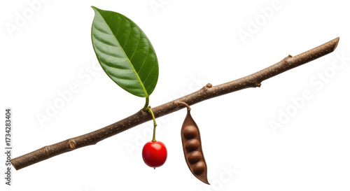 Isolated branch with green leaf, red berry, and dried seed pod on bare twig, cut-out