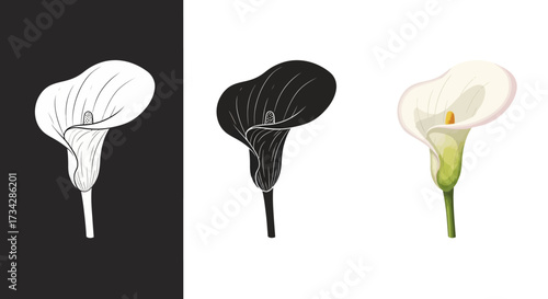 Elegant Calla Lily Flower Vector Illustration Set in Realistic Silhouette and Line Art Styles