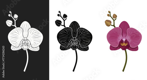 Detailed Botanical Orchid Flower Vector Illustration Set in Purple and Monochrome Styles