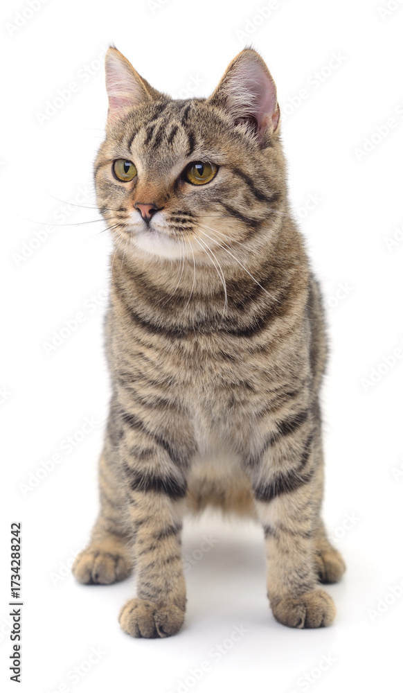 Fototapeta premium Tabby cat isolated on white background