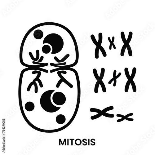 Detailed diagram illustrating the process of mitosis, showcasing the stages of cell division in a biological context