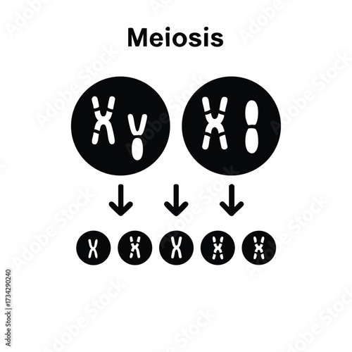 Diagram illustrating the process of meiosis with chromosomes and cell division stages in a simplified manner