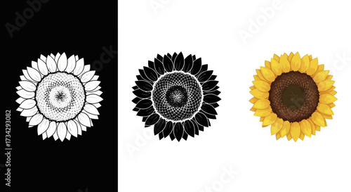 Sunflower Vector Illustration Set with Hand Drawn Color and Monochrome Floral Designs