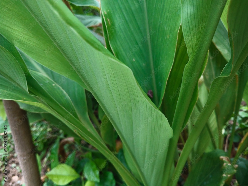 Obraz premium corn on the cob