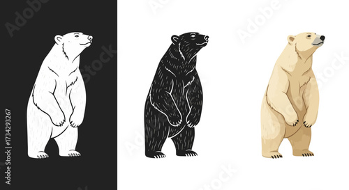 Stylized Polar Bear Vector Illustration Set in Graphic Linocut and Color Styles