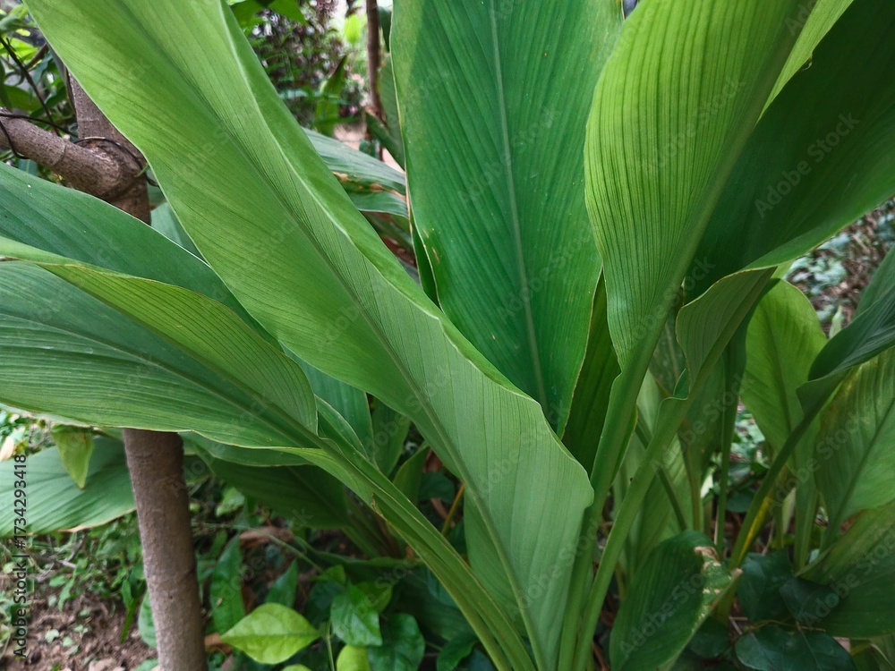 Obraz premium turmeric plant leafs HD