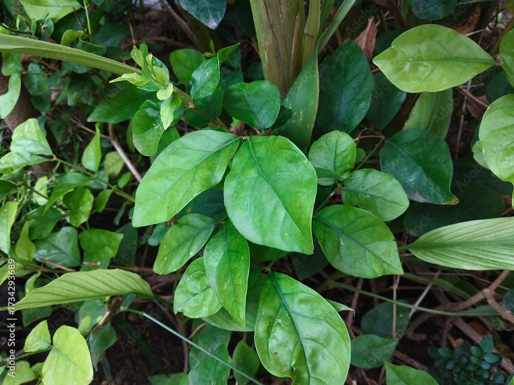 Obraz premium green leaves background
