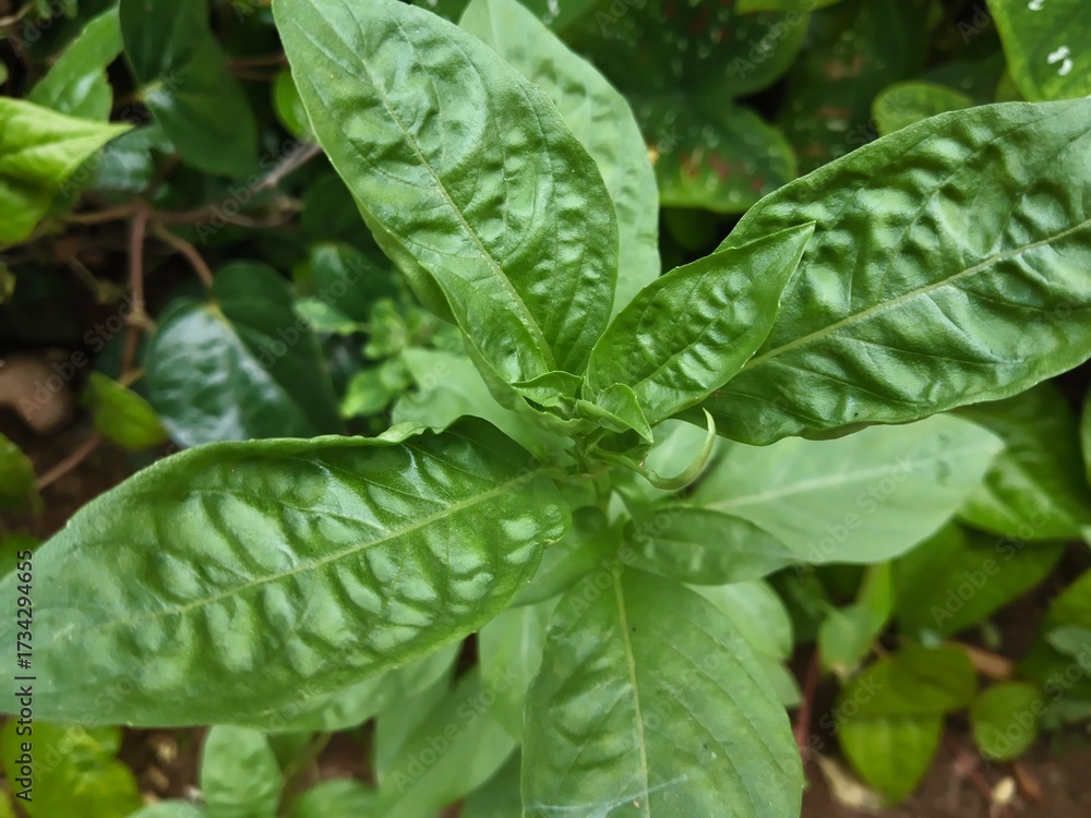 Fototapeta premium close up of a green plant