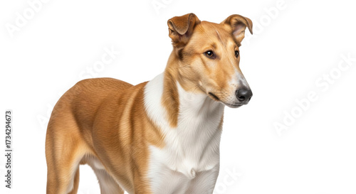 Wallpaper Mural Isolated Smooth Collie dog standing up looking off to the side in a studio image Torontodigital.ca