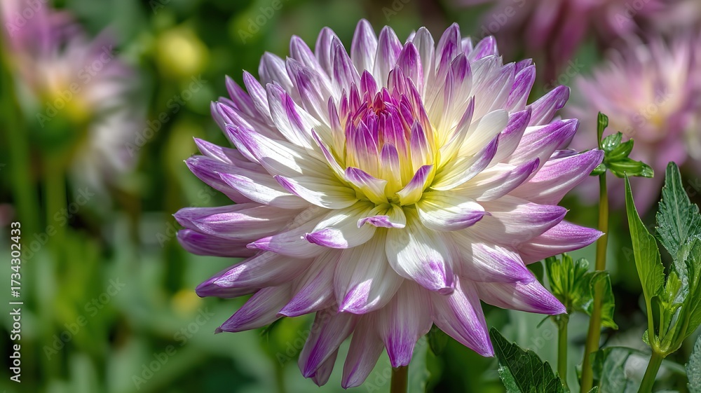 Obraz premium Close - up of Colorful Dahlia - Natural Flower Photography Material