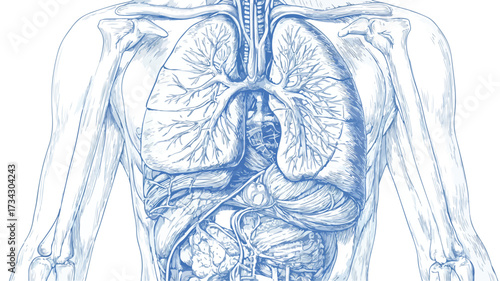 Professional Detailed Vector Illustration Focused on Midsection Anatomy