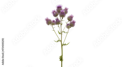 Tableau sur toile Isolated Scottish Thistle flower, wild purple bloom with green stem, prickly lea