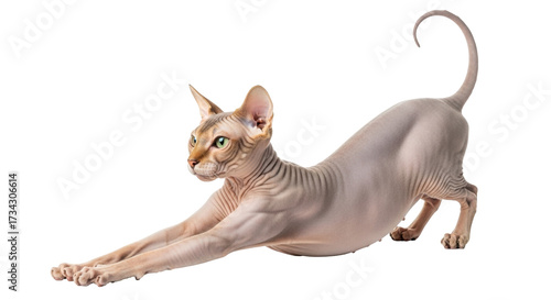Schilderij op canvas Isolated sphynx cat stretching body, hairless housecat arching back, muscular pe
