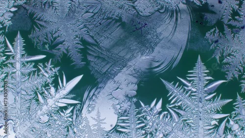 Closeup of frost-covered plant leaves with intricate ice crystal patterns in soft natural light