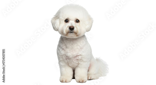Obraz na plátně Isolated fluffy Bichon Frise dog looking forward while sitting still and resting