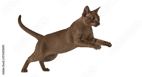 Photography Isolated Brown Cat jumping, studio shot, no shadow, studio image, studio quality