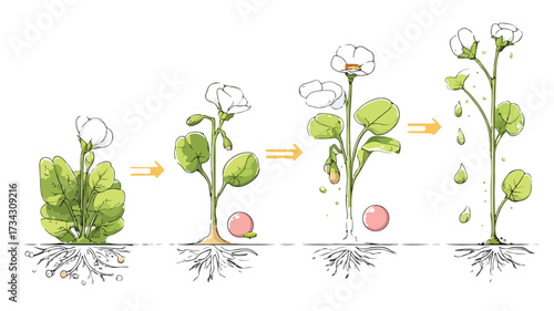 Flowers Growth Cycle Stages Infographic: Detailed Information for Plant Growth