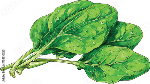 Fresh Spinach Clipart Vector Illustration Isolate