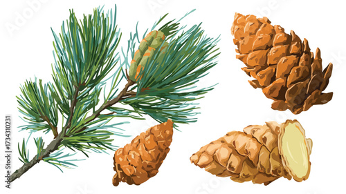 Fresh Whole and Cut Pine Vector Illustration for Creative Design Projects