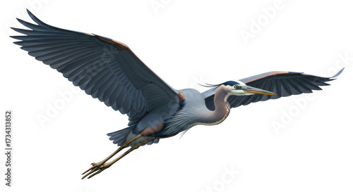 Fotografía Isolated Great Blue Heron in Flight, majestic wings, North American bird soaring
