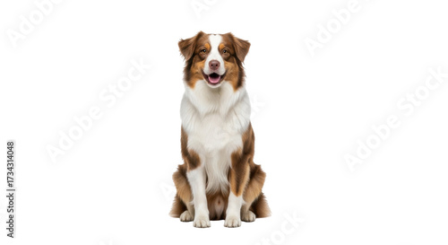 Isolated Australian Shepherd dog sitting looking at camera with mouth open in a studio shot