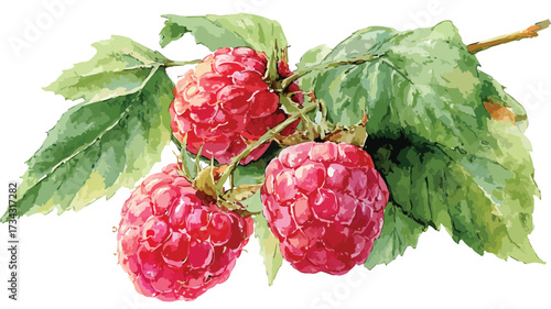 Vibrant Watercolor Raspberries and Leaves Illustration for Creative Designs