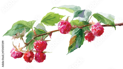 Vibrant Watercolor Raspberry Branch with Berries Isolated EPS Illustration