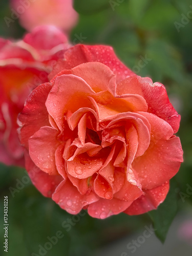 Photo of a beautiful flower. Flower