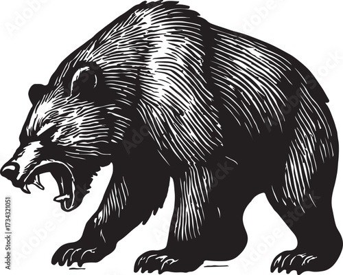 Vintage engraving style illustration of a fierce grizzly bear roaring with mouth open showing teeth and claws
