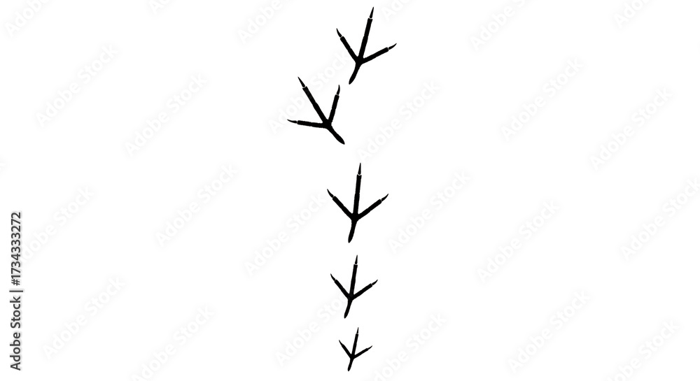 Fototapeta premium Illustration of bird footprints isolated on transparent background