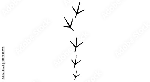 Illustration of bird footprints isolated on transparent background