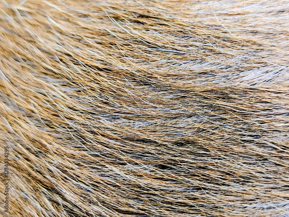 Fototapeta premium The texture of goat hair is brown mixed with white and a little black