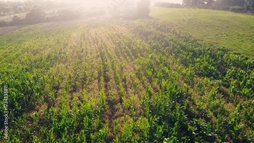 Corn maize fields in British countryside in warm sunshine drone aerial 