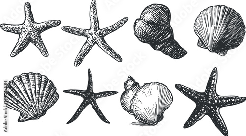 A collection of hand-drawn seashells and starfish illustrations ideal for beach-themed designs..