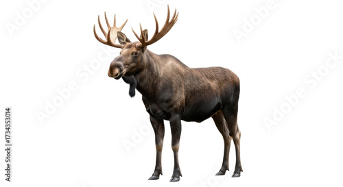 Isolated Canadian moose with large antlers, standing facing left, side view, full shot