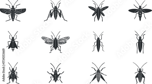 A collection of black and white illustrations of various insects and bugs in different poses..