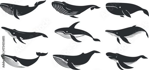 Stylized illustrations of various whale species in black and white on a clean background..