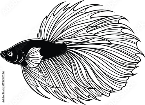 Betta fish illustration, Siamese fighting fish, flowing fins, black and white vector, elegant aquatic species, detailed silhouette, aquarium art
