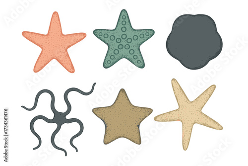 Vibrant collection of diverse starfish and unique sea creatures showcasing underwater marine life forms