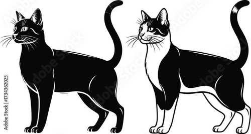 Cat illustration set, black and white vector, feline coat patterns, standing cats, pet silhouette, domestic animal drawing, breed comparison