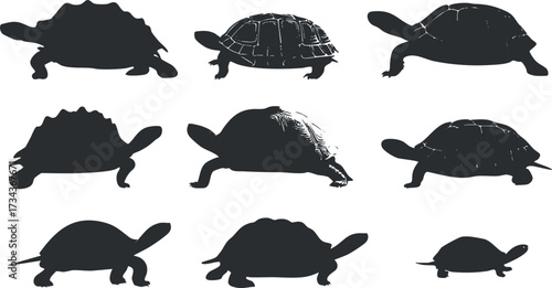 Silhouettes of various turtle and tortoise species in different poses and orientations..